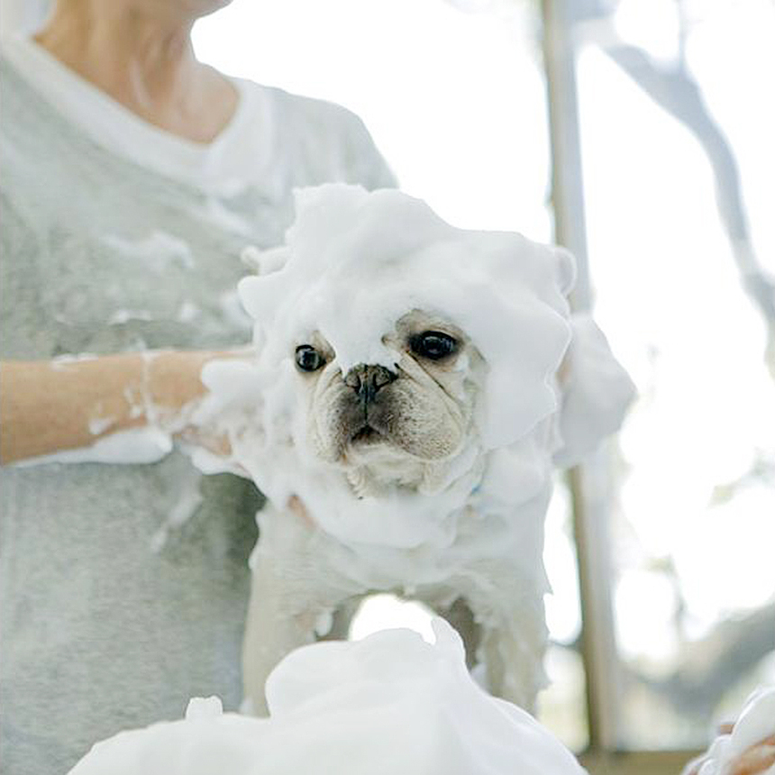 ラテスパイメージ