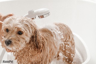 ナノペットイメージ