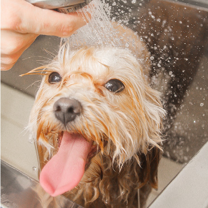 ナノペットイメージ1