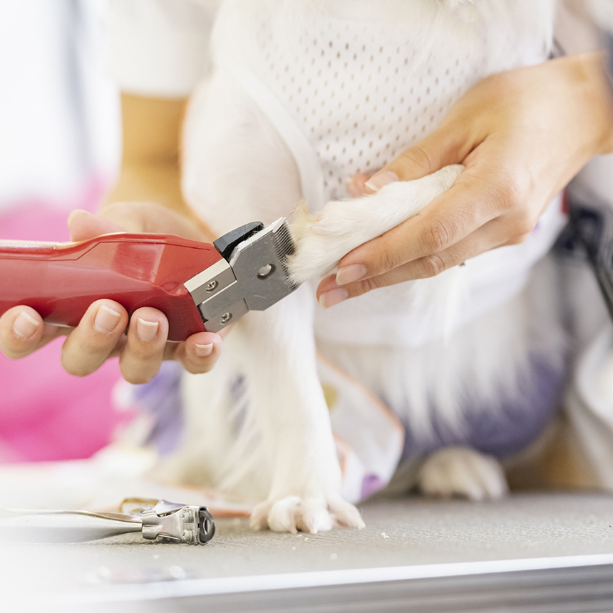 トリミングの様子