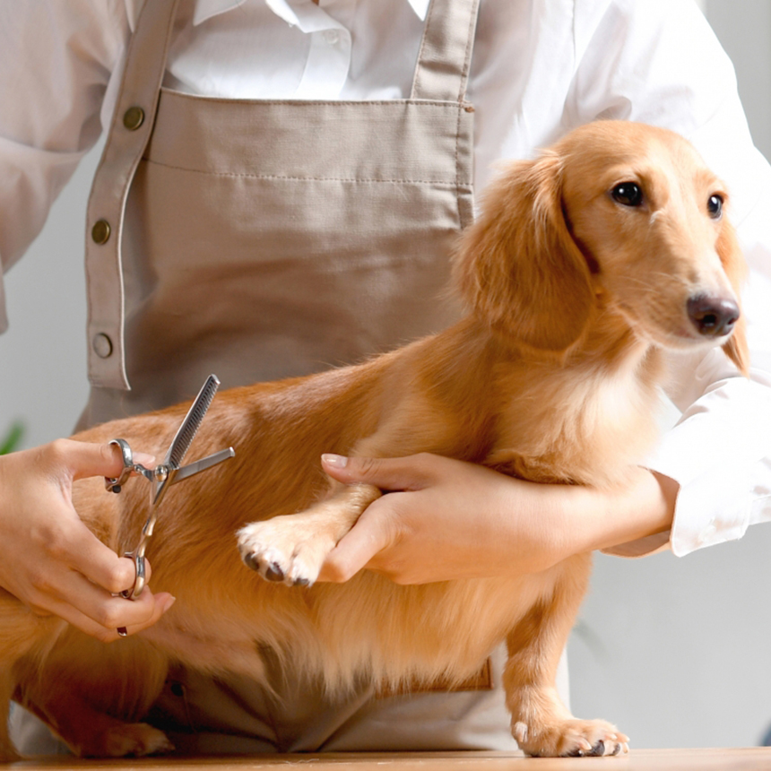 トリミングの様子